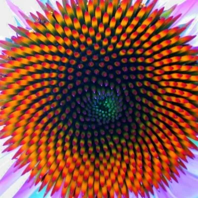 Read more about the article The Golden Ratio