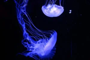 Read more about the article Fluoresence spectroscopy Laser and spectroscopy