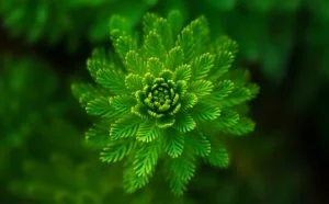 Read more about the article Plants form and function