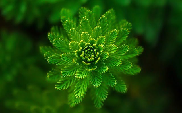plants form and function