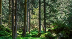 Read more about the article Would You Survive A Plane Crash Deep Into The Forest?