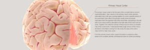 Read more about the article THE TECHNO BRAIN, A 3D INTERACTIVE HUMAN BRAIN