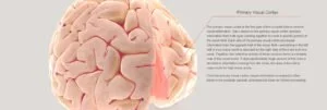 Read more about the article THE TECHNO BRAIN, A 3D INTERACTIVE HUMAN BRAIN