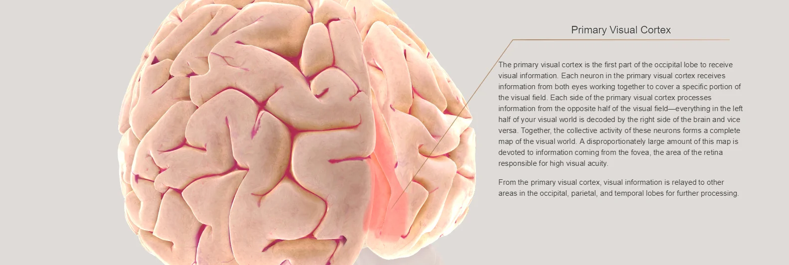 Read more about the article THE TECHNO BRAIN, A 3D INTERACTIVE HUMAN BRAIN