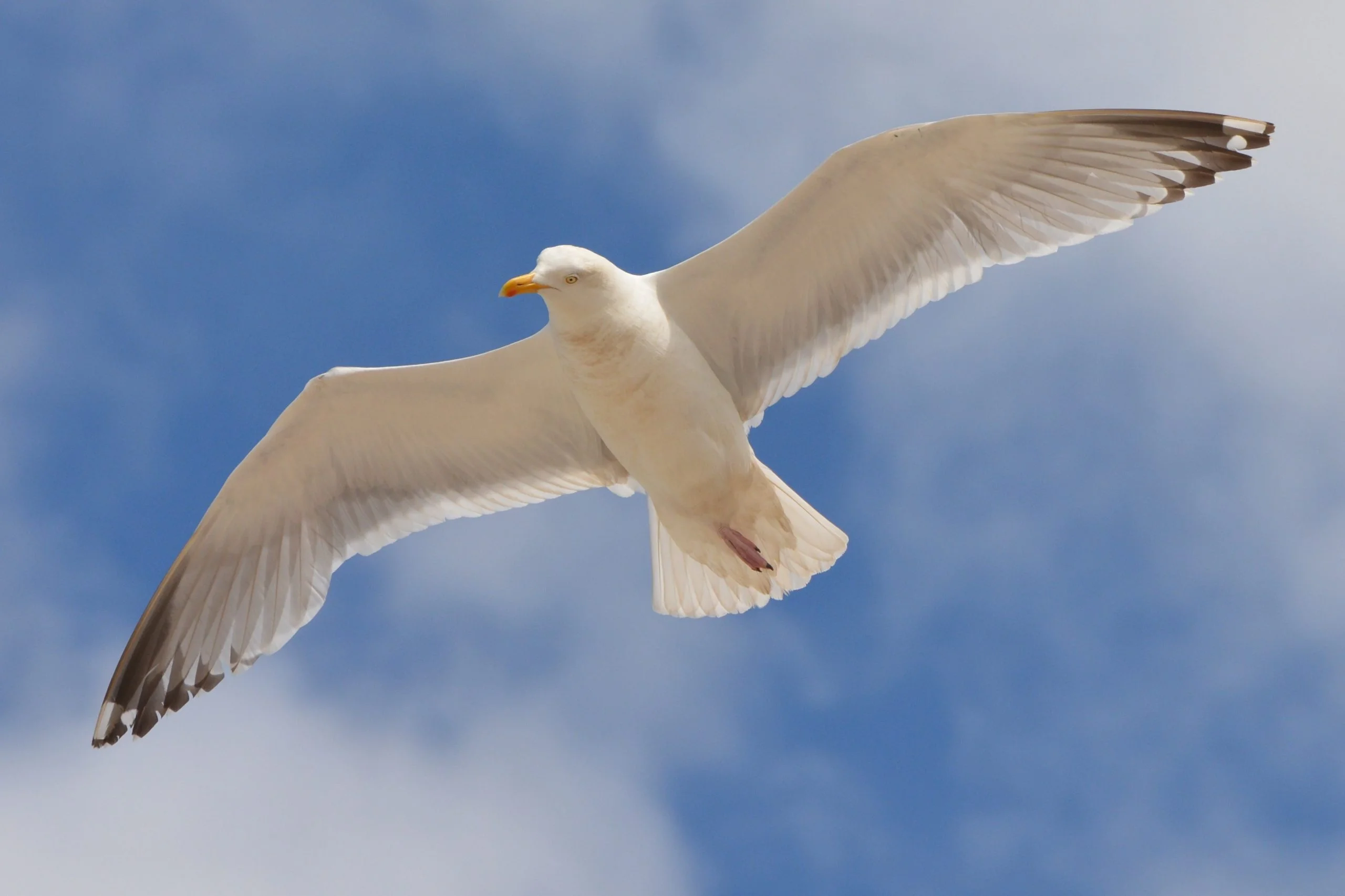 Read more about the article Science behind flying of birds in the sky.