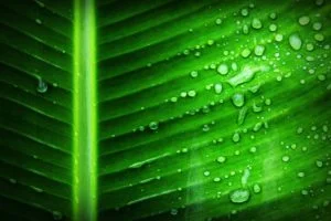 Read more about the article What if we can do photosynthesis as plant do