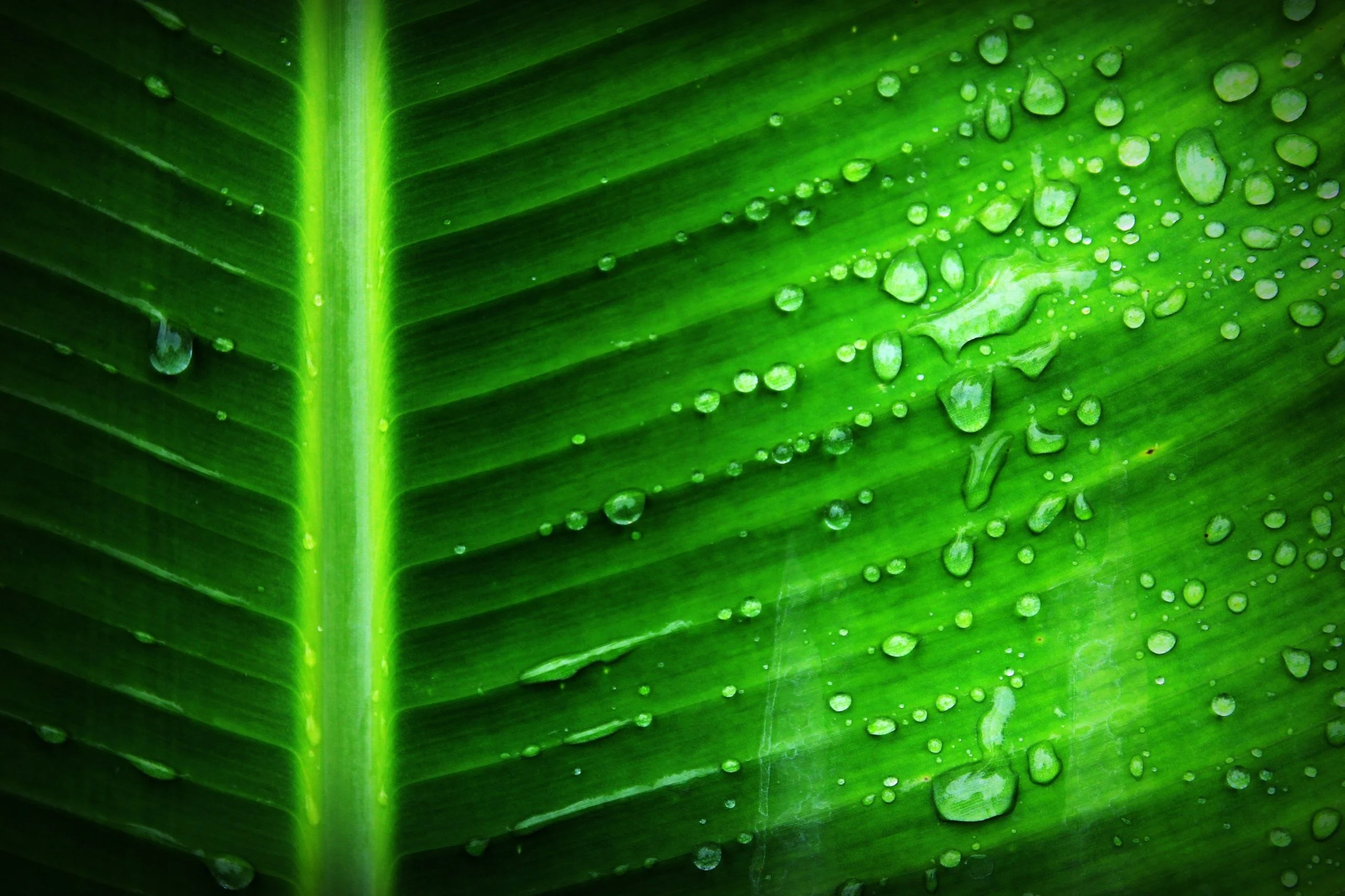 Read more about the article What if we can do photosynthesis as plant do